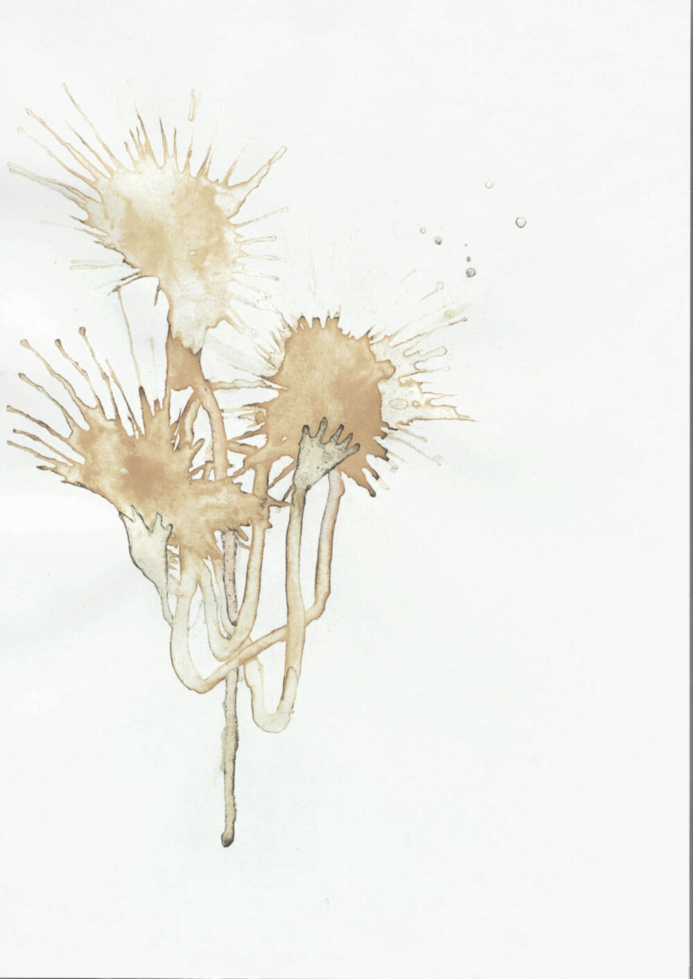 Ashvem “Monsoon“ 2005/2006